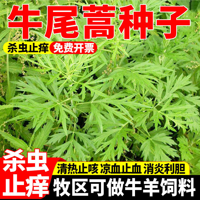 牛尾蒿种子高发芽率净籽生态绿化荒山复绿护坡固沙紫杆蒿种籽包邮