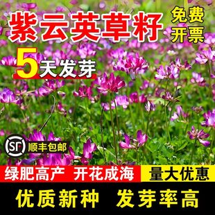 紫云英草籽红花草种子养蜂蜜源高产绿肥牧草种子食用野菜种籽包邮