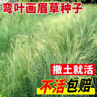 优质草坪种子弯叶画眉草种子护坡草坪耐寒 耐旱性很强 耐炎热