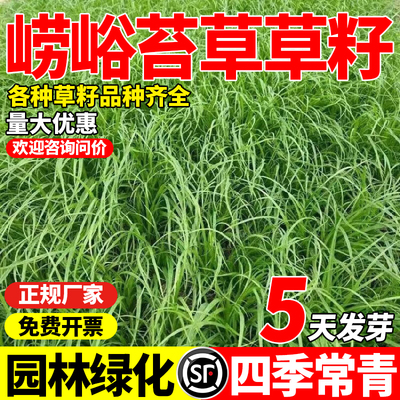 苔草种子四季常青草种籽青绿薹草多年生长寿草崂峪苔草庭院易活