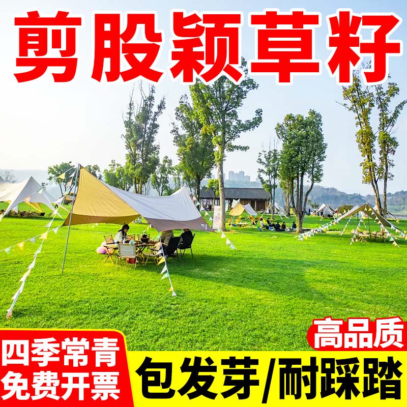 剪股颖草籽庭院绿化庭院别墅四季常青耐踩踏绿化耐寒草坪种子包邮