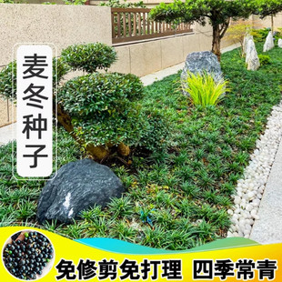 新采麦冬草种子多年生宽叶矮化金边麦冬草籽日本矮麦冬苗绿化种籽