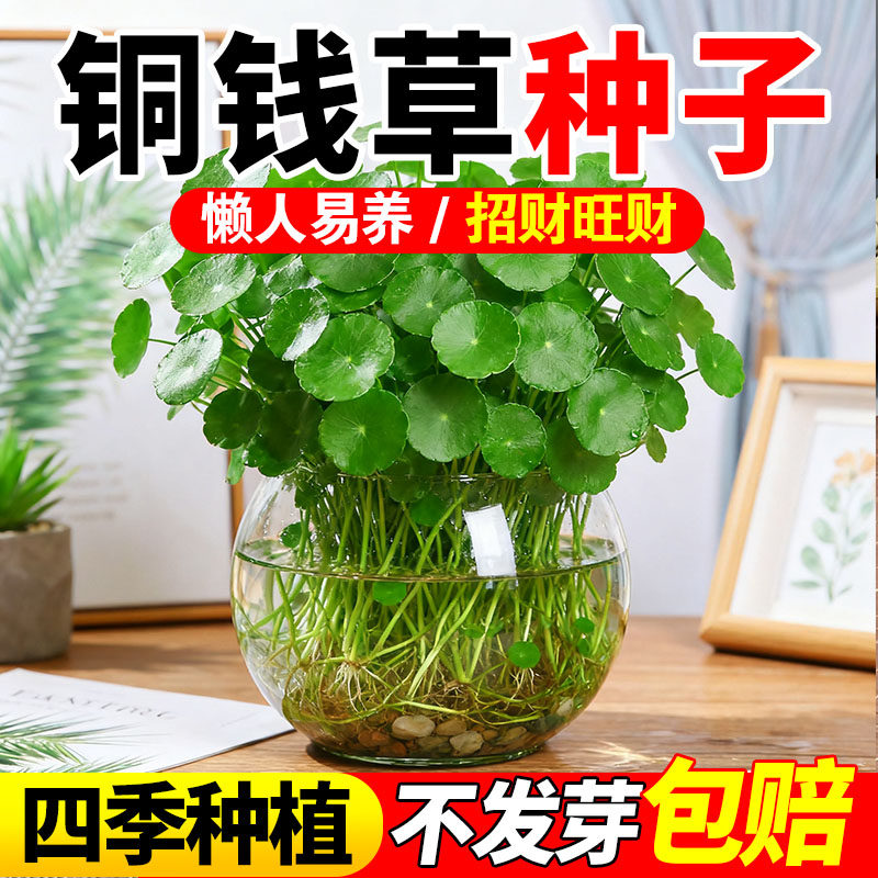 铜钱草花种子小金钱草四季铜钱草坪种籽水培花卉盆栽室内草籽