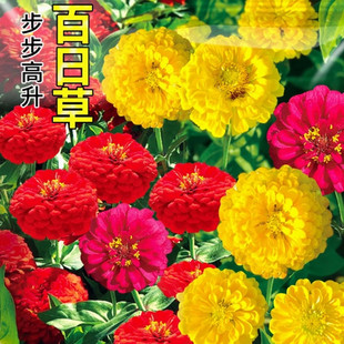 混色百日草步步登高花种子四季播种庭院室外易活花籽开花不断耐旱