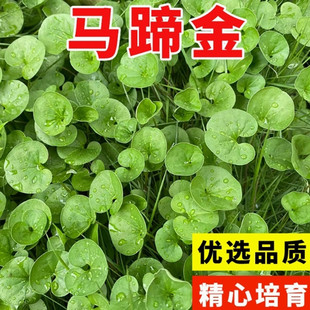 马蹄金种子草籽草坪种子小金钱草铜钱草种子四季常青耐高温绿化