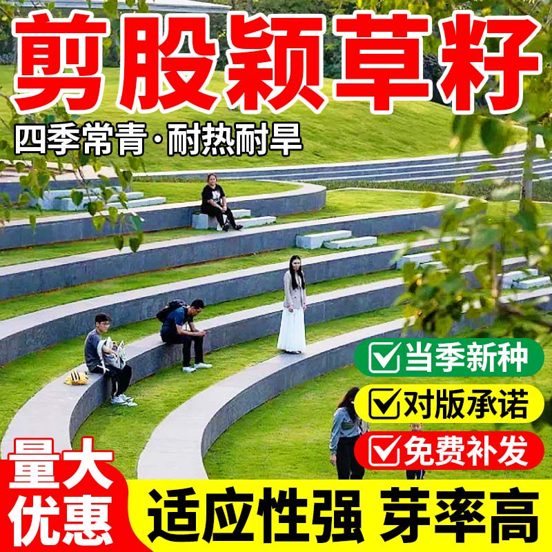 剪股颖草籽庭院绿化庭院别墅四季常青耐踩踏绿化耐寒草坪种子包邮