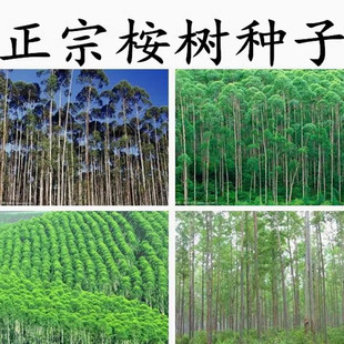 桉树种子 油桉种子 烧油 产油桉树种子 安种子