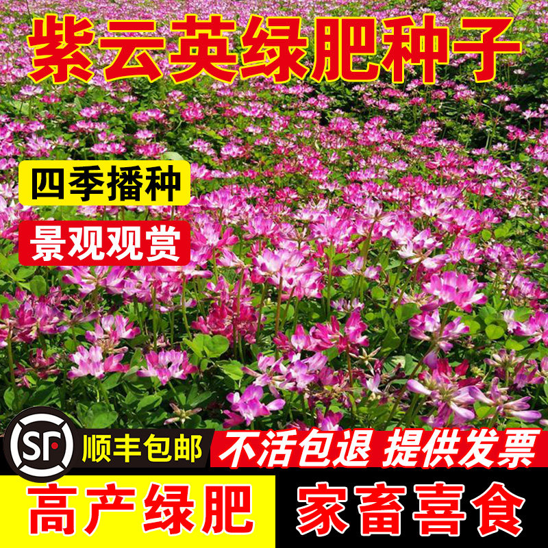 紫云英绿肥种子红花草种子养蜂蜜源高产绿肥牧草种子食用野菜种籽