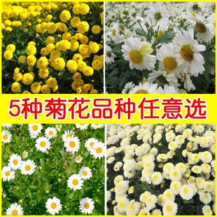 黄菊花种子食用泡茶贡菊.金丝皇菊.野生杭白菊.野菊花种子