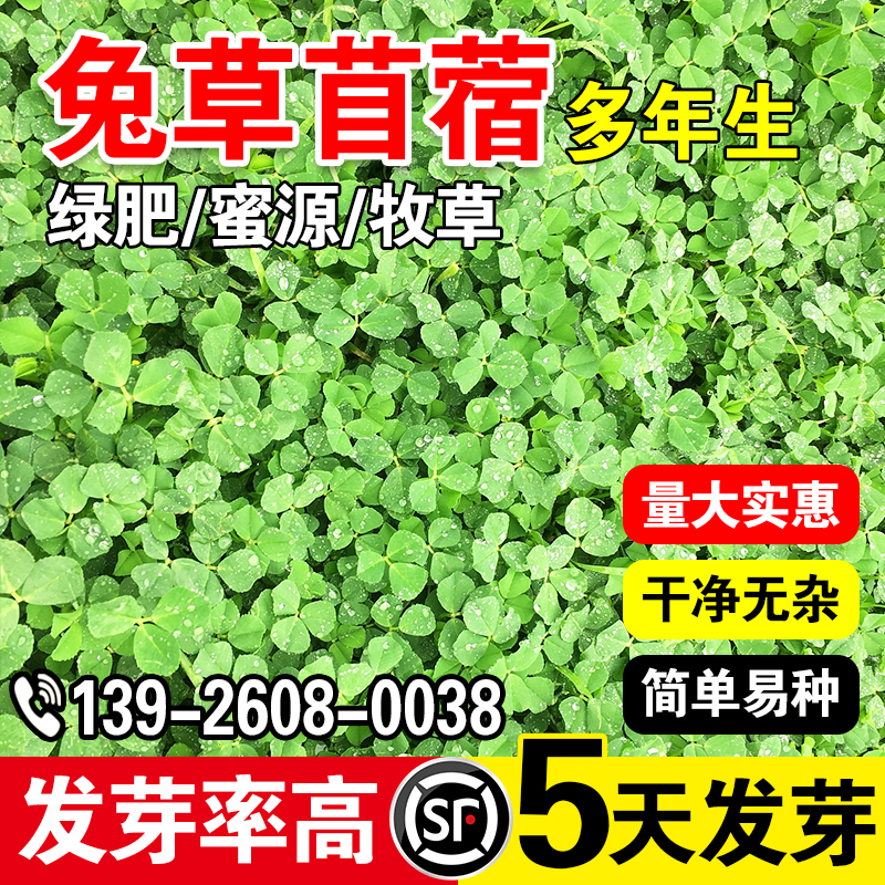 多年生牧草种籽牛羊草牧草种籽