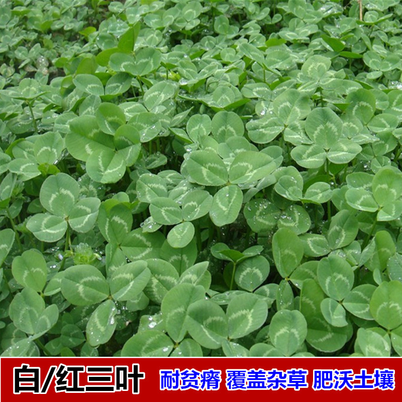 进口草坪种子暖季型草籽三叶酢浆草 红花三叶草白花三叶草 种子籽
