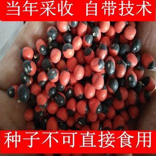 广西野生鸡骨草种子甜鸡骨草籽药才草泡茶甘香藤性植物新种子包邮