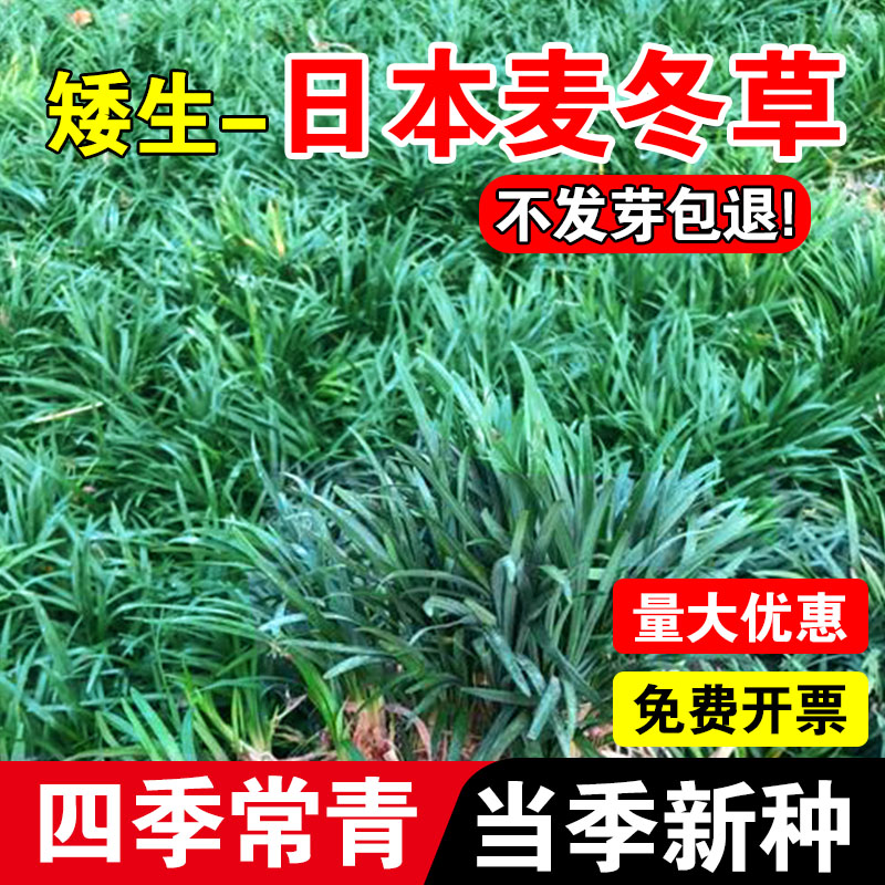 四季牧草种子适合新手小白进口