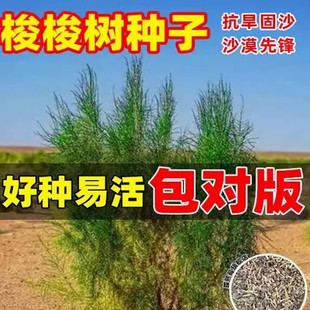 抗旱固沙种子梭梭树种籽 毛条种子培育肉苁蓉的好树木沙漠先锋