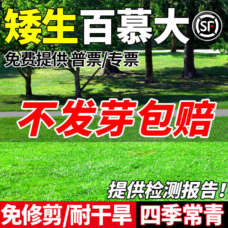 百慕大草籽免修剪草坪种子别墅庭院绿化工程四季常青草坪草籽