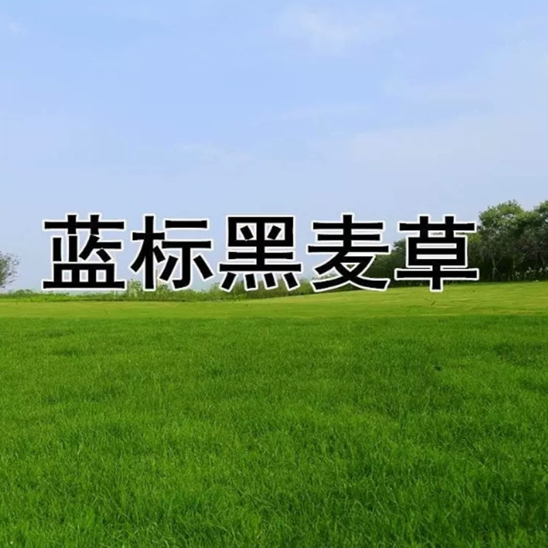 绿化草坪种子马尼拉草籽护坡草进口黑麦草籽草坪四季青高羊茅草籽