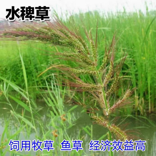 散装稗草种子 水稗子种子 稻田养喂鱼草种子 水稗草籽 水草种子