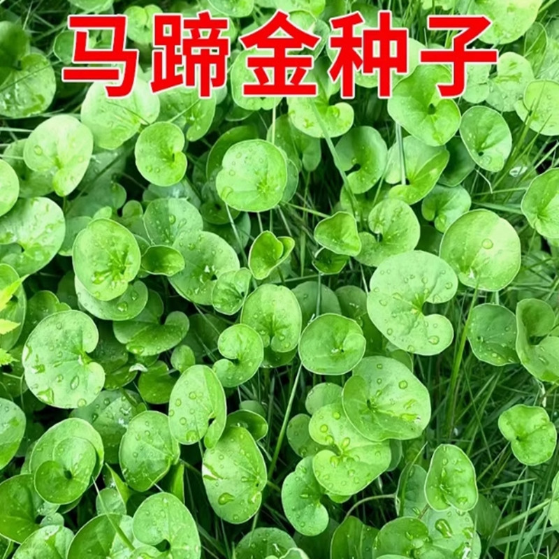 马蹄金草种草坪种子草籽 马蹄筋金钱草 铜钱草种子绿化草坪种子