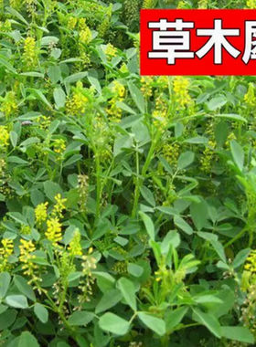 黄花苜蓿草木犀多年生牧草种子南北方柱花草营养高猪牛羊鸡鸭草籽