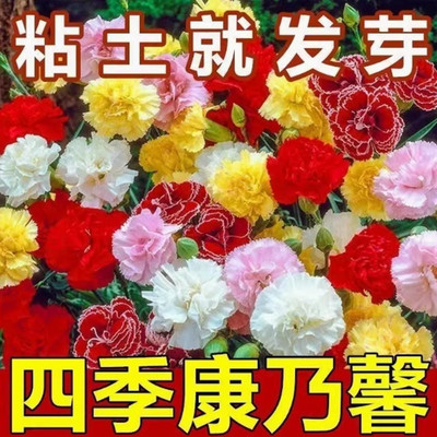 重瓣康乃馨花种子四季花卉观花植物室内花开花不断庭院花籽易种活