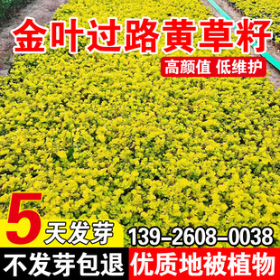 金叶过路黄草籽常绿观叶植物佛甲草种子黄金串吊兰中华景天种子