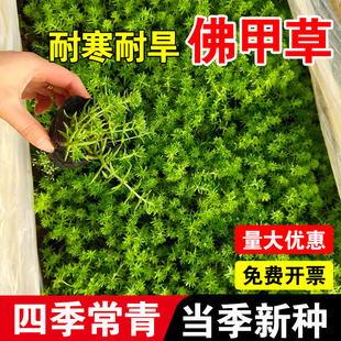 佛甲草黄金万年草籽耐热耐寒四季常绿庭院易活地被景观植物苗