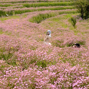 满天星花种子 多年生花草种子 石头花种子 庭院花海景观种子包邮