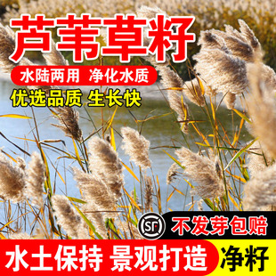 芦苇草籽水生植物水草养虾鱼净化水质池塘水塘防泥土流失沙漠芦苇