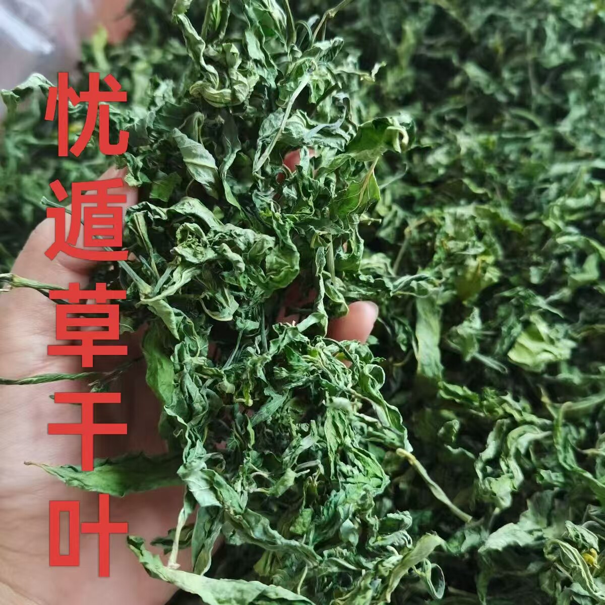 特级绿植优盾草干叶干粉日晒0添加优顿草黎王草茶忧遁草茶鳄嘴花