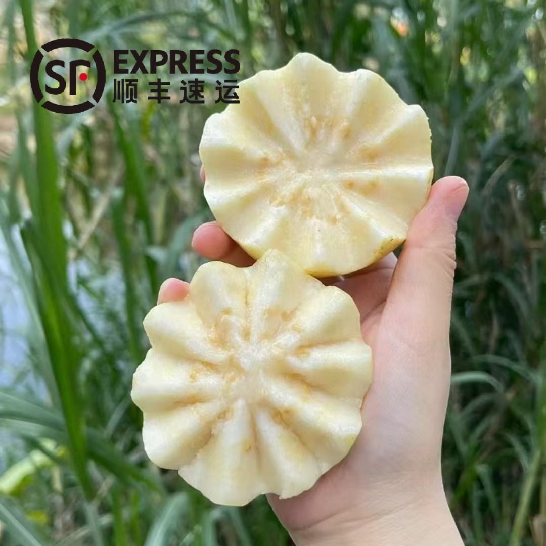 [顺丰包邮]漳州平和树熟黄金芭乐软芭乐软糯香甜口番石榴