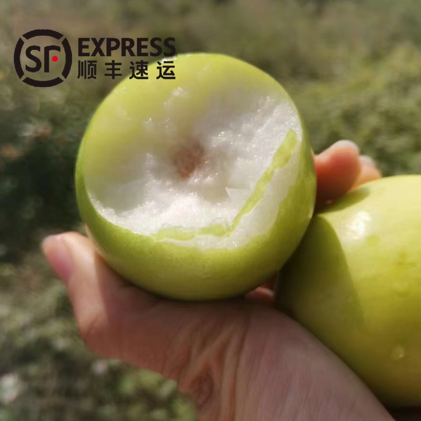 [顺丰包邮]平和现摘贵妃牛奶蜜枣青枣低卡水果5斤鲜枣