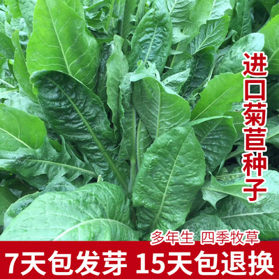 菊苣多年生养殖鸡鸭鹅菊苣牧禾森