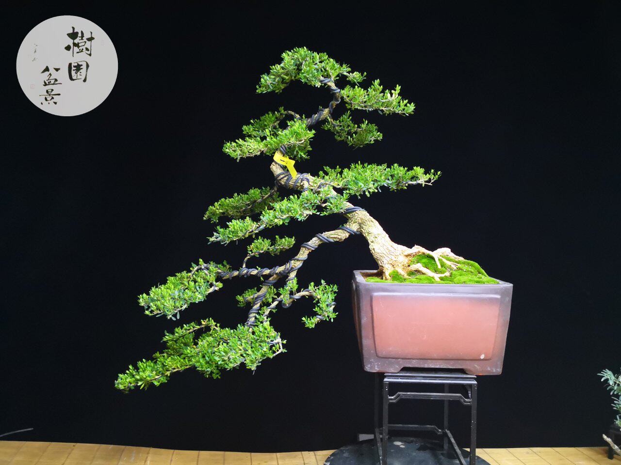 小叶雀舌米叶皱皮黄杨盆景千年矮树桩名贵精品小大型老桩熟桩树苗