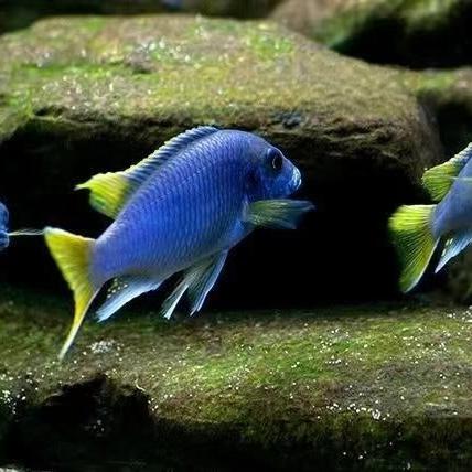 马湖蝴蝶岩栖三湖台湾蝴蝶金帆王子大眼金冰蓝蝴蝶