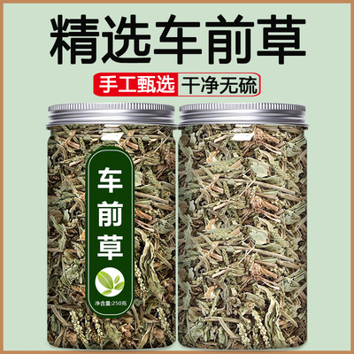 车前草中药饮片泡茶泡水新鲜