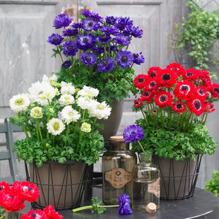 银莲花盆栽苗花卉 花期长 阳台庭院花苗四季好养易活 多年生