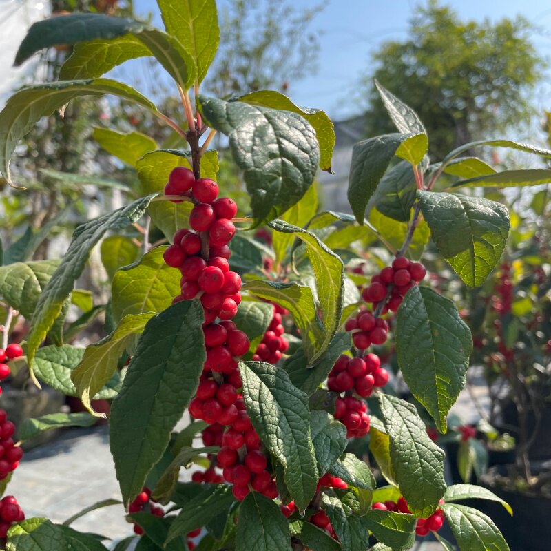 北美冬青盆栽 带果发货 好养多年生木本 耐寒