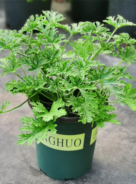 蚊子克星驱蚊草盆栽驱蚊植物