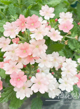 美女樱盆栽花期长 花镜庭院阳台盆栽花卉 好养带花多年生植物