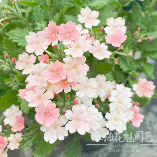 美女樱盆栽花期长耐寒好养