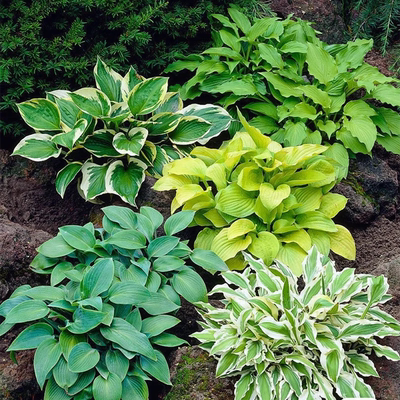 玉簪花盆栽室内阳台庭院花镜植物