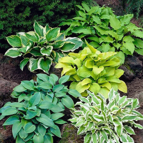 玉簪花盆栽室内阳台庭院花镜植物