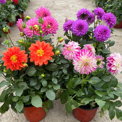 小丽花盆栽多色可选好养好看