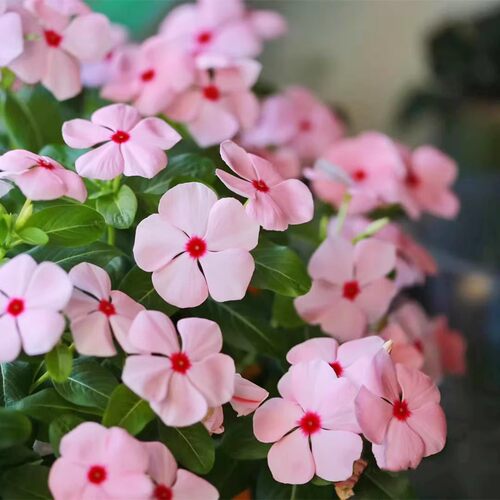 日日春长春花花期长耐热耐晒