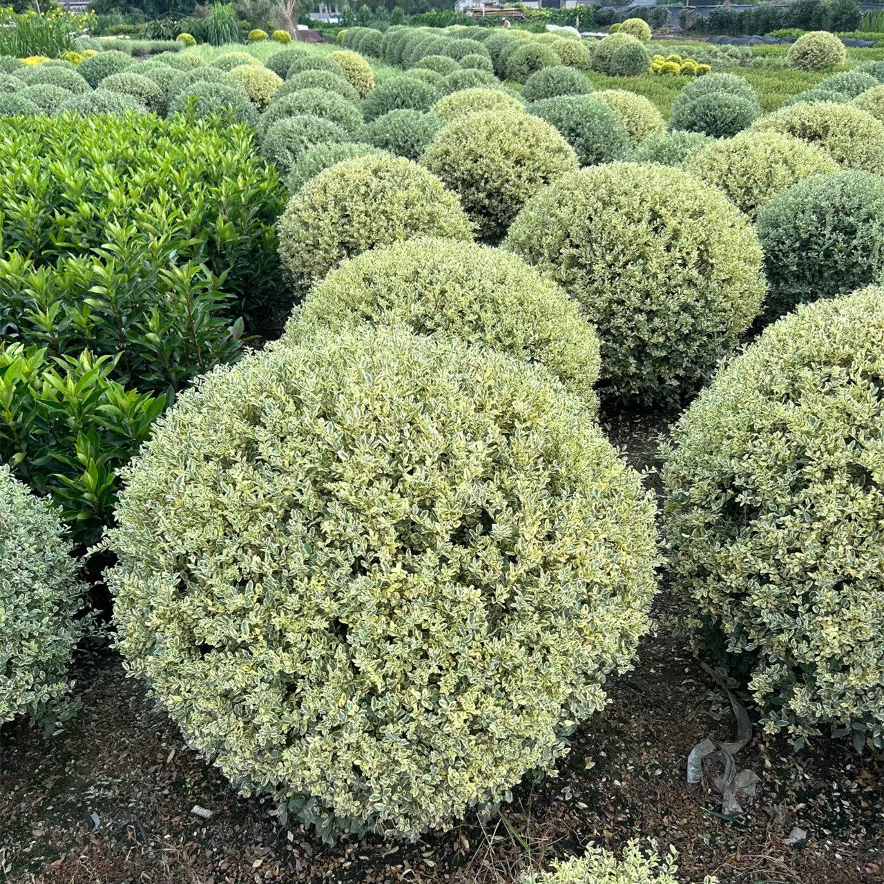 花镜金姬小蜡盆栽 彩叶灌木植物花园阳台观赏绿植耐寒耐热好养活