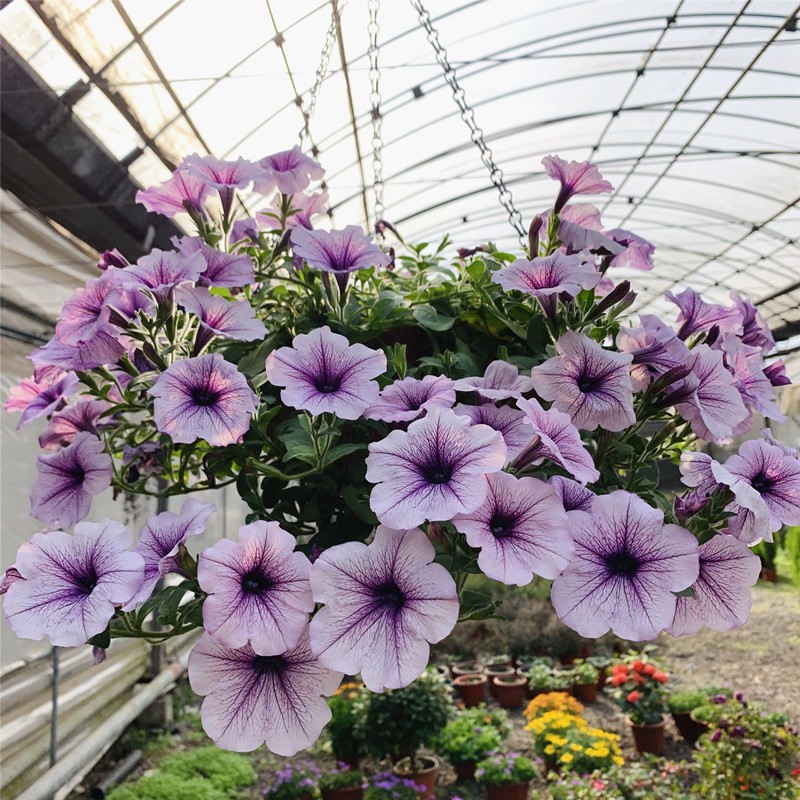 盆栽植物阳台庭院垂吊牵牛花图片