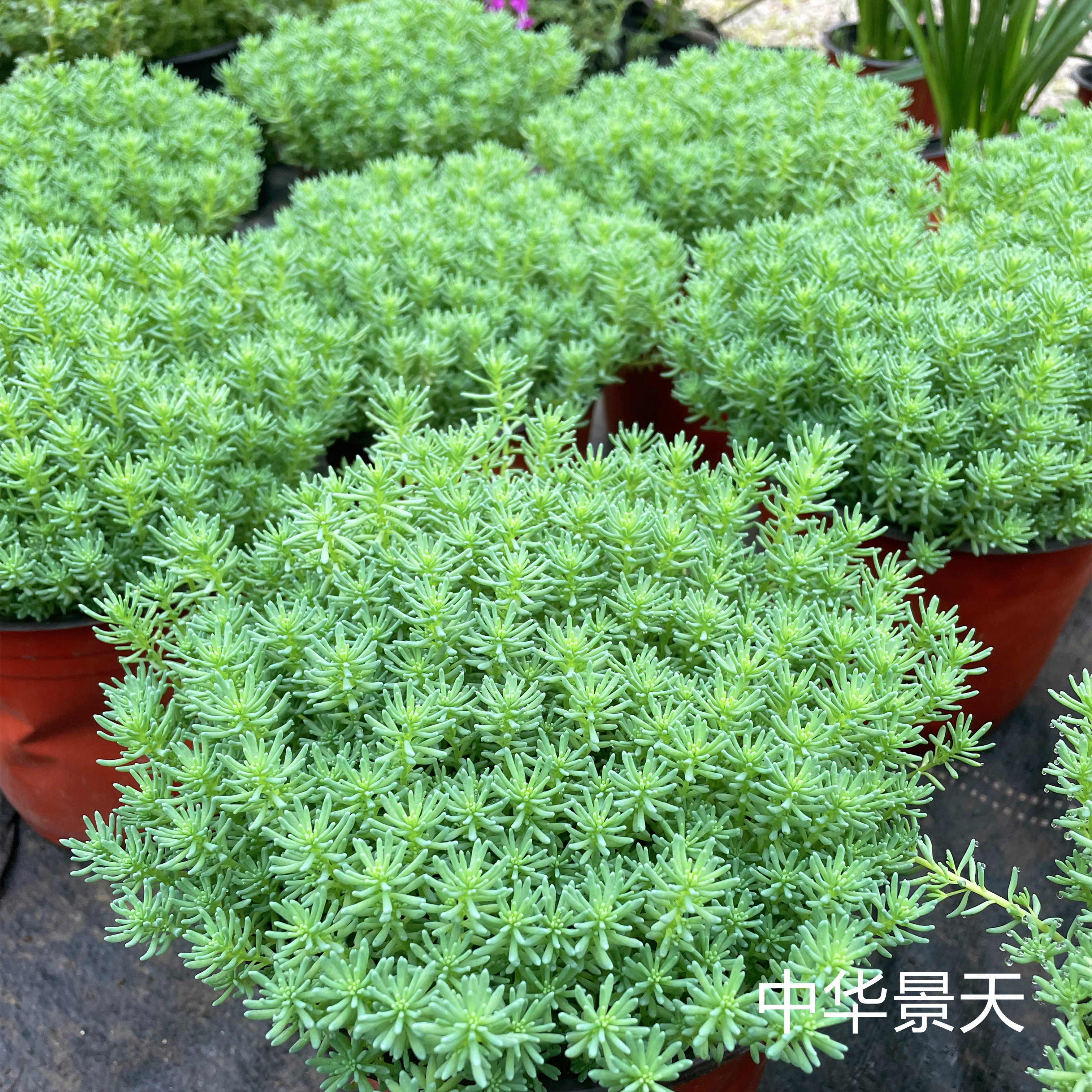 中华景天 花镜地被植物 耐热耐寒 庭院阳台花镜百搭草 铺地植物遮