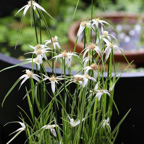 日本白鹭莞花草盆栽星光草