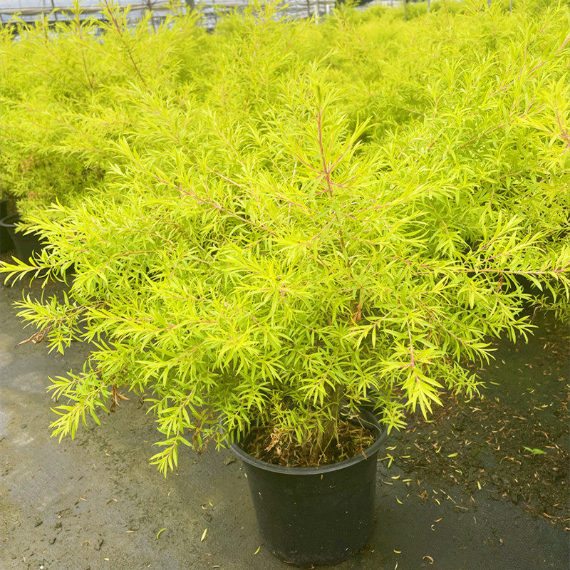 黄金香柳盆栽 千层金 花镜植物四季常绿庭院阳台木本植物多年生