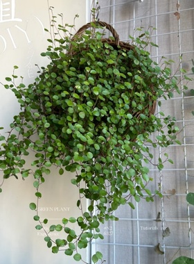 千叶兰盆栽 庭院室内阳台绿色植物垂吊盆栽四季常绿净化空气